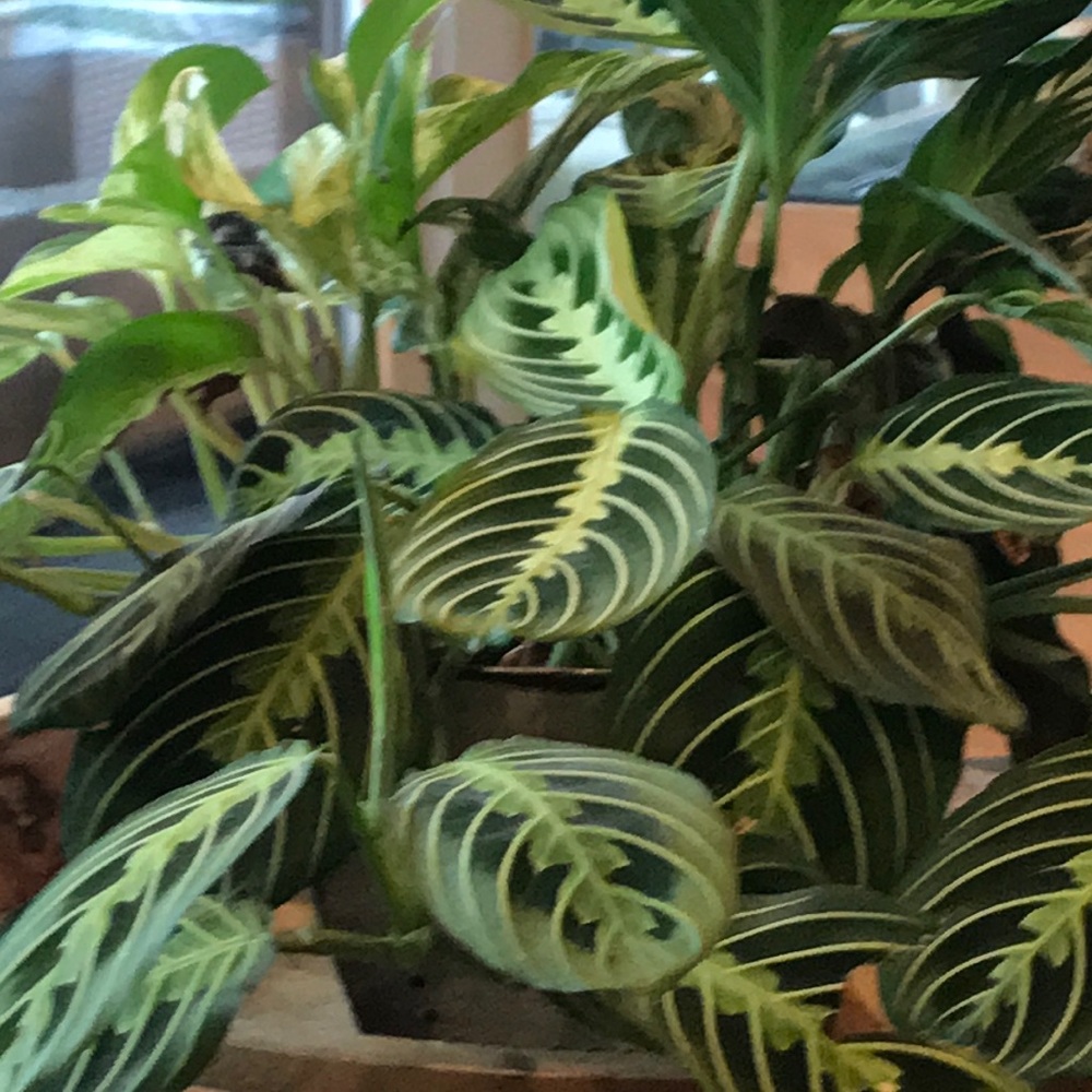 Meet your Posher, Robyn